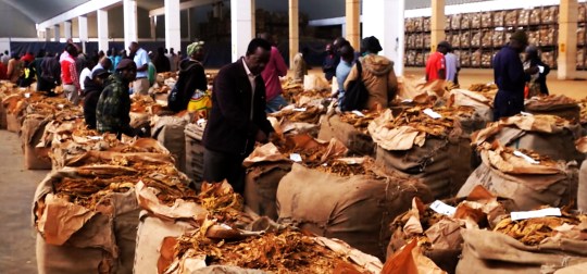 Zimbabwe Tobacco